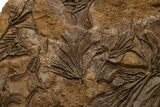 Ordovician Fossil Crinoid Plate - Marzane, Morocco #322436-3